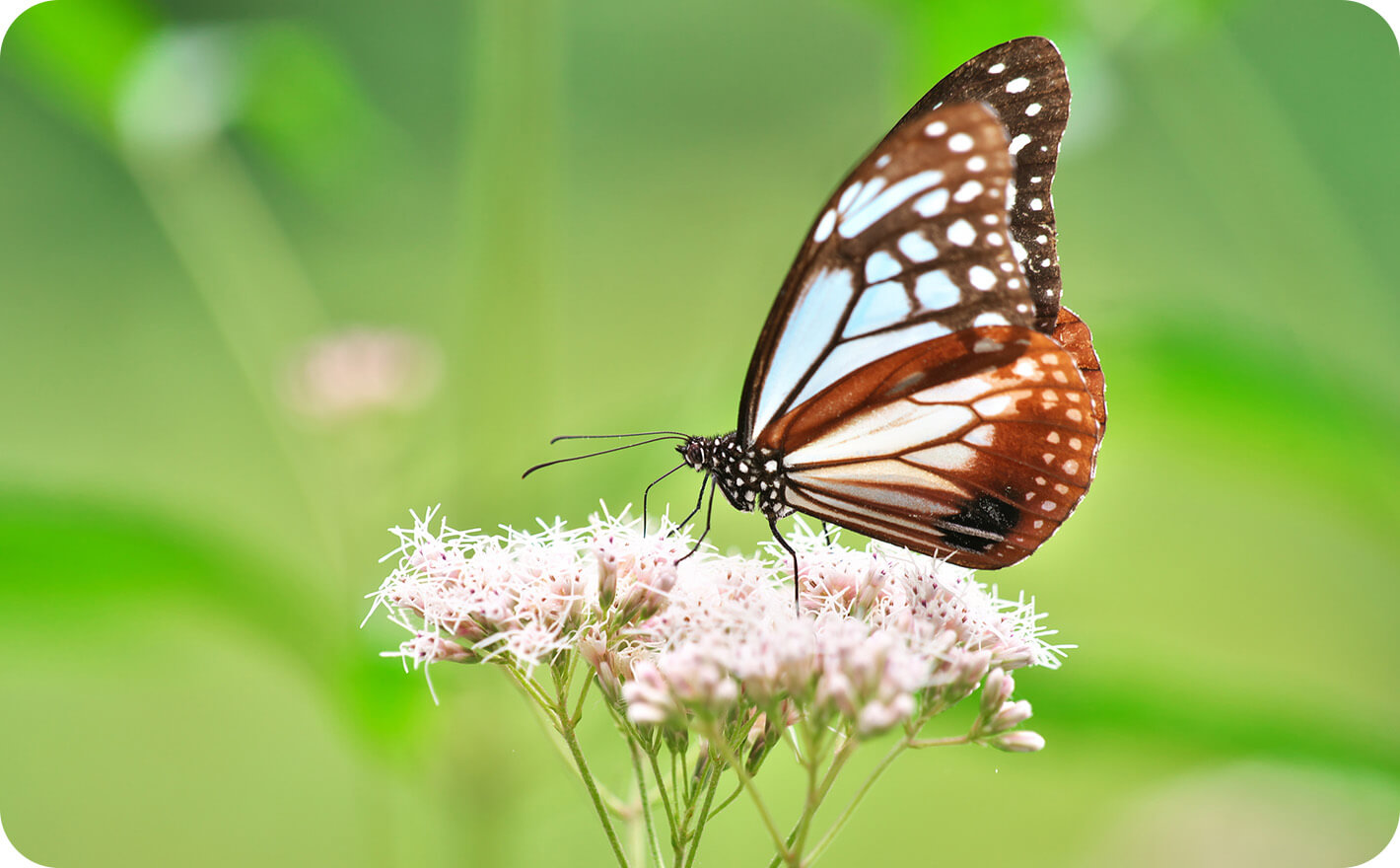 バタフライガーデン